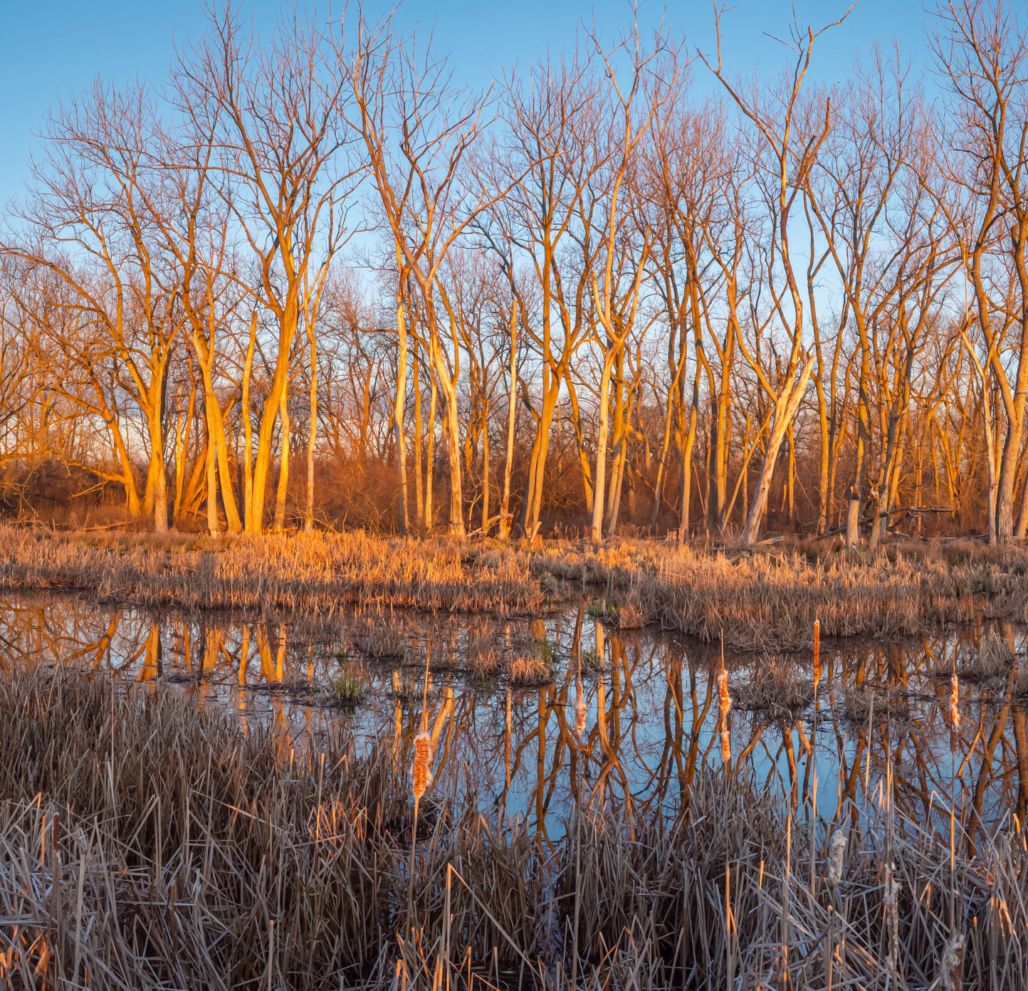 Tifft Nature Preserve